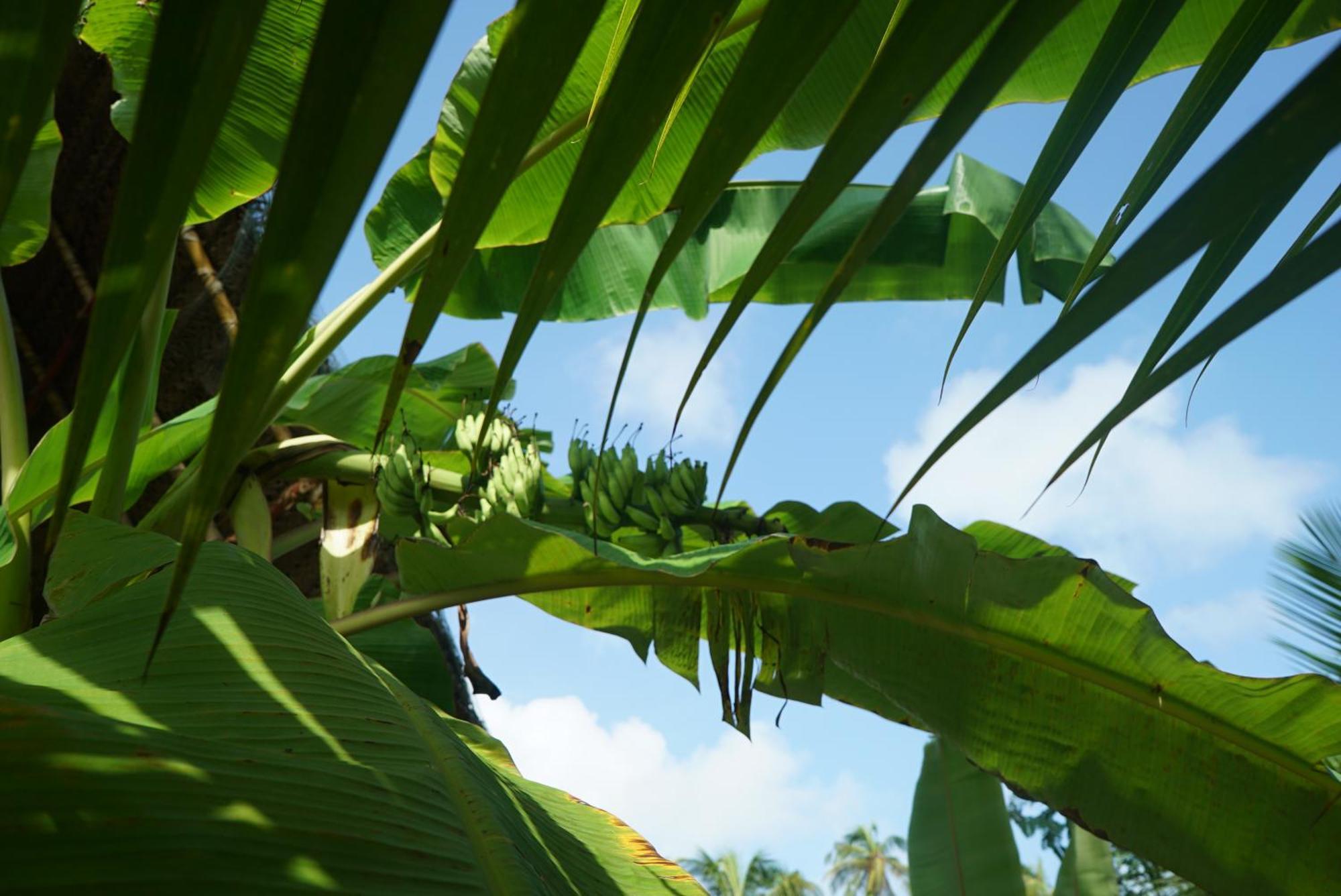 Red Coconut Villa Bentota Exterior foto